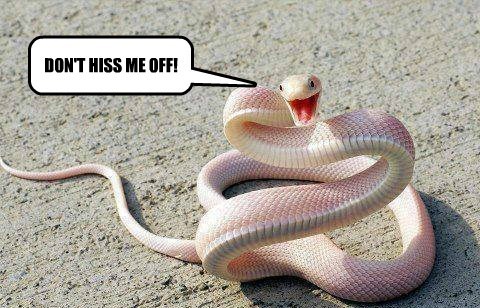 The Best Snake Puns Ever – These Jokes Are Sssuper Funny!