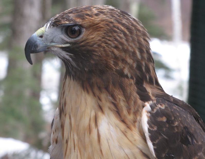 Everything You Need to Know About Male Hawks