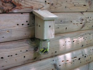 Carpenter Bee Traps