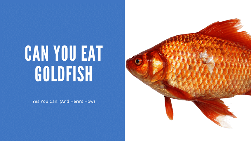Can Goldfish Be Eaten? Safety, Taste, and Legal Facts