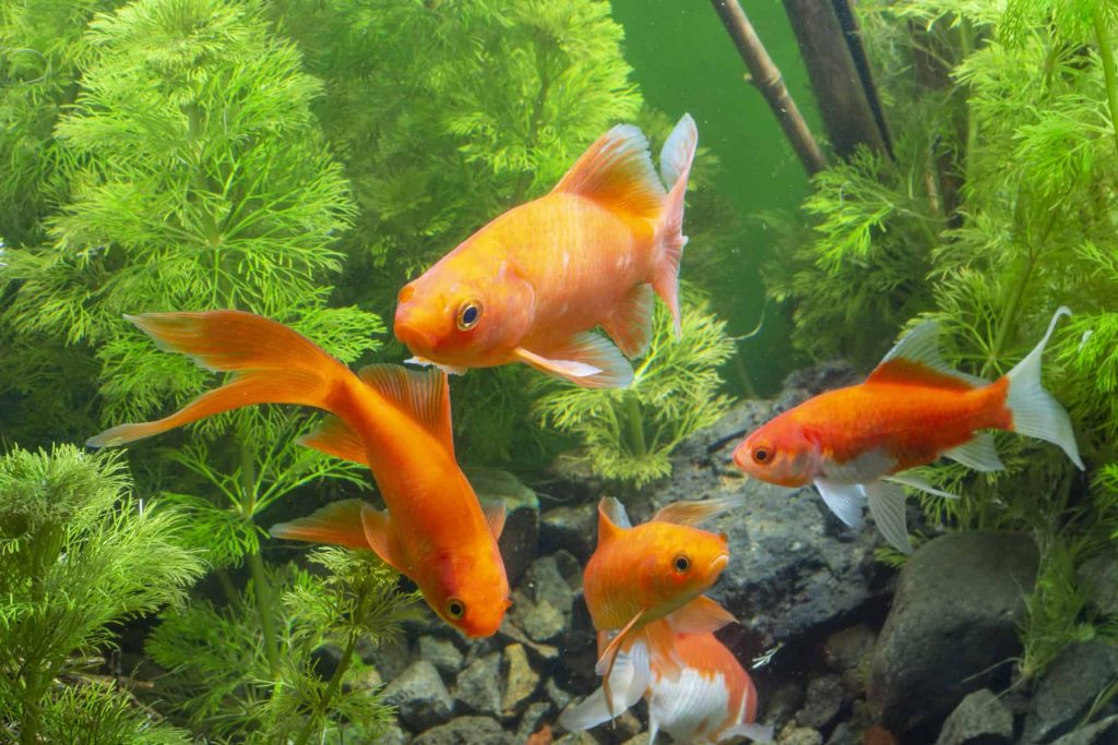 Can Goldfish Be Eaten? Safety, Taste, and Legal Facts