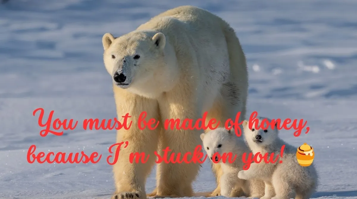 Polar Bear Pick Up Line