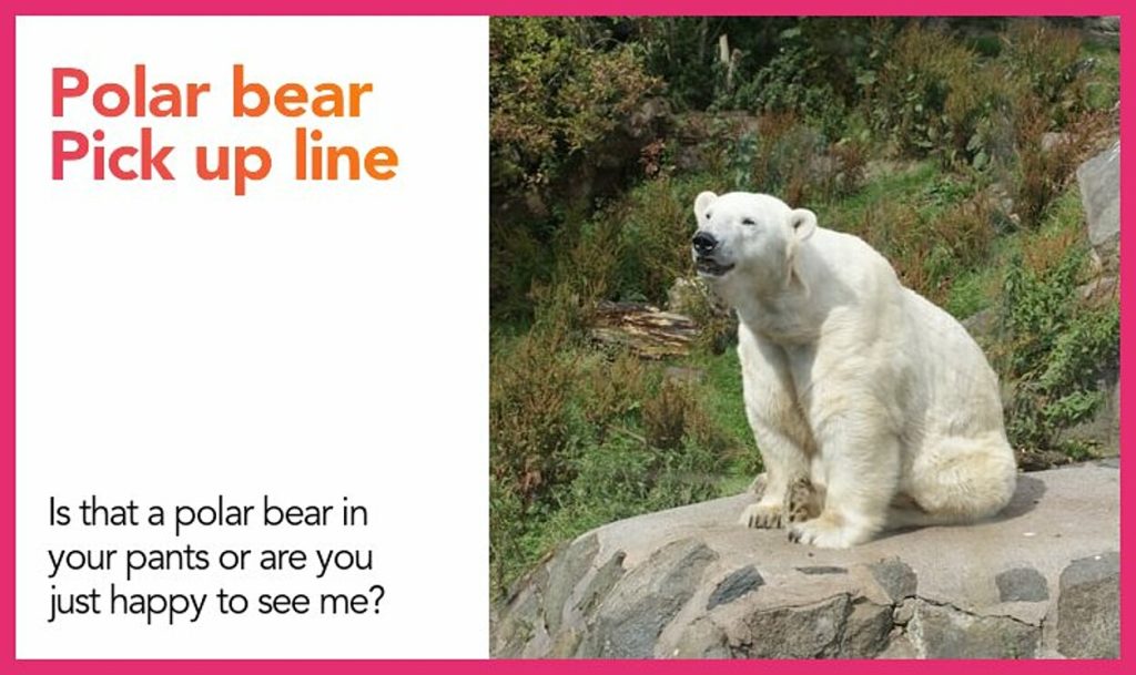 Polar Bear Pick Up Line